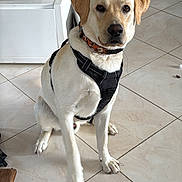 Pilou participe au concours pour gagner de l'argent avec cette photo : dog, labrador_retriever, indoor, tile_floor, pet, animal, sitting, harness, collar, paw, white_dog, brown_ears, looking_at_camera, house, home_interior, floor, tile, cute, friendly, domestic_animal