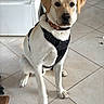 dog, labrador_retriever, indoor, tile_floor, pet, animal, sitting, harness, collar, paw, white_dog, brown_ears, looking_at_camera, house, home_interior, floor, tile, cute, friendly, domestic_animal