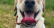 Pilou a rejoint le concours — aidez-le/la à gagner de superbes lots ! dog, labrador_retriever, happy, tongue_out, smiling, outdoor, grass, pet, canine, collar, close_up, animal, nature, friendly, playful, mammal, tongue, fur, cute, summer
