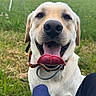 dog, labrador_retriever, happy, tongue_out, smiling, outdoor, grass, pet, canine, collar, close_up, animal, nature, friendly, playful, mammal, tongue, fur, cute, summer