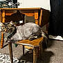 cat, shaved_cat, chair, wooden_furniture, indoor, carpet, table, pet, animal, fur, tail, whiskers, domestic, relaxed, household, floor, curtain, door, collar, tabby