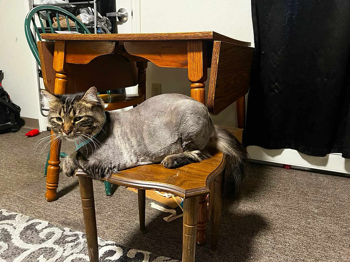 Simba