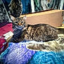 cat, tabby, feline, pet, bed, blanket, cardboard_box, indoor, fur, animal, resting, relaxed, domestic, home, colorful, wall_hanging, fabric, cozy, furniture, sleepy