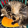 cat, tabby, sleeping, curled_up, chair, wooden_chair, green_chair, fur, indoor, sunlight, patterned_rug, leather_couch, pet, animal, cozy, napping, relaxed, domestic, feline, resting