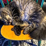 Simba joined the competition — help win amazing prizes! cat, tabby, sleeping, fluffy, chair, wood, fur, pet, domestic_animal, relaxing, indoor, cozy, paw, tail, whiskers, animal, mammal, cute, resting, sunlight