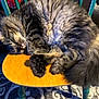 cat, tabby, sleeping, fluffy, chair, wood, fur, pet, domestic_animal, relaxing, indoor, cozy, paw, tail, whiskers, animal, mammal, cute, resting, sunlight
