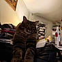 cat, tabby, furry, paws, leather_chair, indoor, clutter, shelf, painting, soft_light, relaxed, household_items, furniture, pet, cozy, brown, striped, closeup, looking, resting