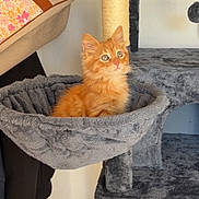 Sasha a rejoint le concours — aidez-le/la à gagner de superbes lots ! animal, cat, cat_tree, chair, cozy, curious, cushion, cute, domestic_cat, fluffy, furniture, hammock, hanging_clothes, indoor, kitten, orange_cat, pet, soft, wall, young_cat