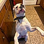 animal, begging, brown_patch, canine, collar, companion, cute, dog, domestic_animal, door, floor_mat, friendly, indoor, kitchen, looking_up, pet, standing, tile_floor, white_dog, wooden_cabinets