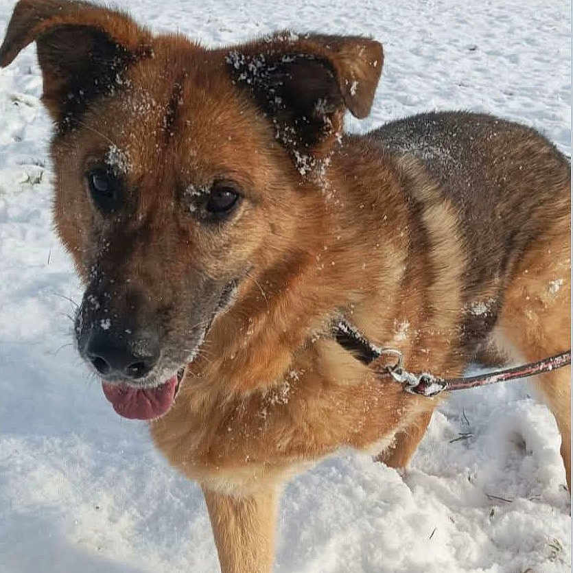 Rhyzhy a rejoint le concours — aidez-le/la à gagner de superbes lots ! animal, brown_fur, canine, cold, daytime, dog, ears, field, fur, happy, leash, nature, outdoor, pet, playful, snow, snowflakes, tongue, walking, winter