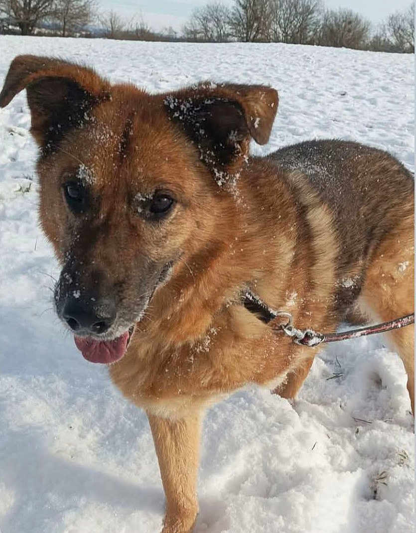 Rhyzhy a rejoint le concours — aidez-le/la à gagner de superbes lots ! animal, brown_fur, canine, cold, daytime, dog, ears, field, fur, happy, leash, nature, outdoor, pet, playful, snow, snowflakes, tongue, walking, winter