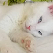 Schatz participe au concours pour gagner de l'argent avec cette photo : abyssinian, angora, animal, canine, cat, dog, indoors, kitten, manx, person, pet, siamese, sleeping, white, whitedog