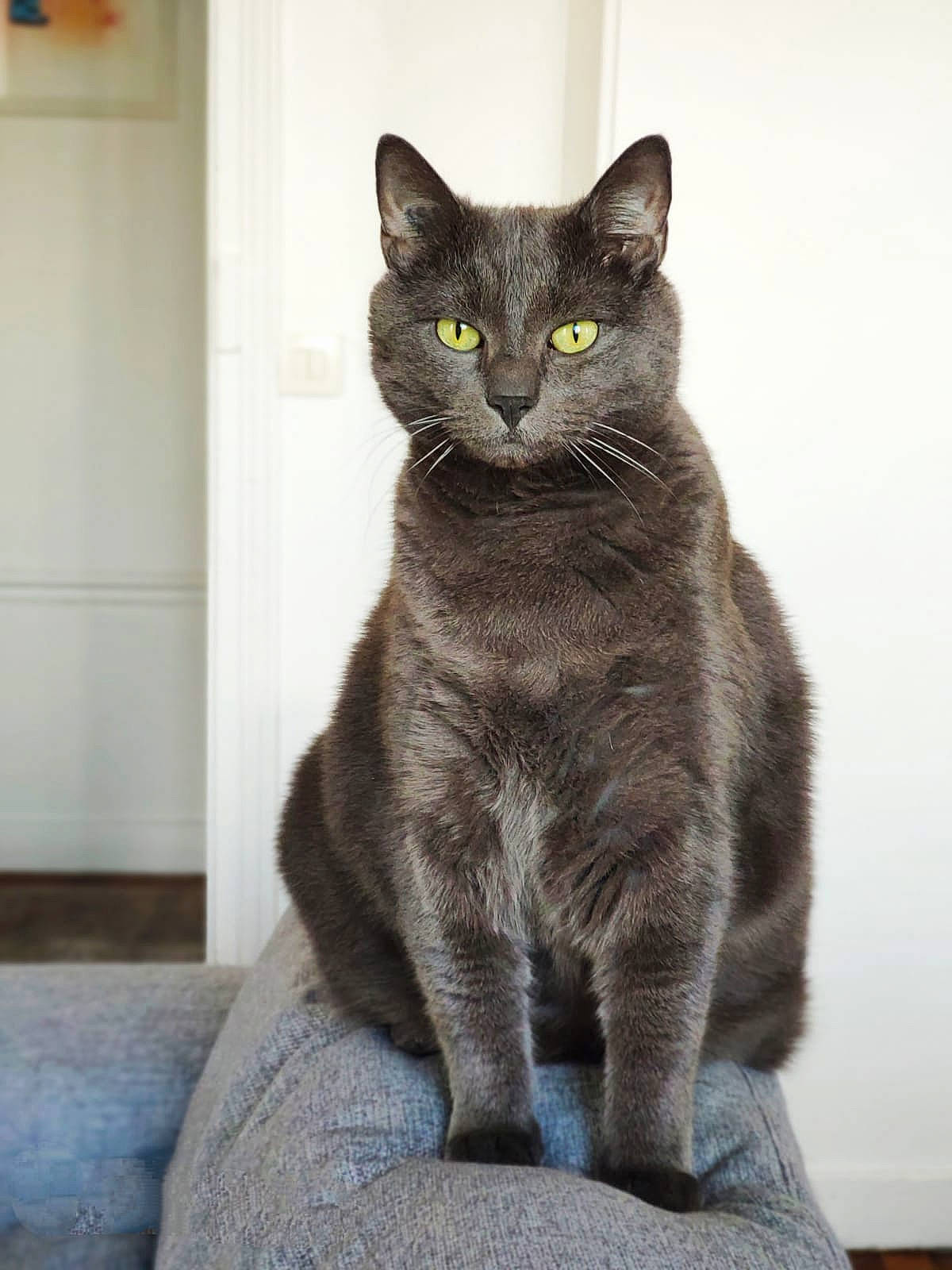 Google participe au concours pour gagner de l'argent avec cette photo : carnivore, cat, domestic_short_haired_cat, felidae, fur, grey, sitting, small_to_medium_sized_cats, snout, tail, terrestrial_animal, whiskers, window