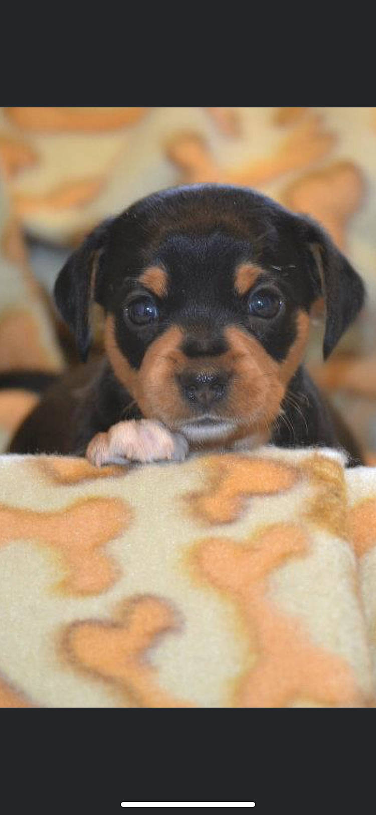 Dougie joined the competition — help win amazing prizes! canidae, carnivore, close_up, comfort, companion_dog, dog, dog_breed, fawn, fur, paw, puppy, puppy_love, snout, sporting_group, terrestrial_animal, toy, toy_dog, whiskers, working_animal, working_dog