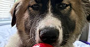 Bo is registered to the contest to win money with this photo: puppy, dog, toy, kong, hand, indoor, bed, blanket, window, blinds, furry, closeup, pet, playing, cute, animal, face, nose, brown, white