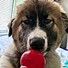 puppy, dog, toy, kong, hand, indoor, bed, blanket, window, blinds, furry, closeup, pet, playing, cute, animal, face, nose, brown, white