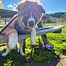 Bo is registered to the contest to win money with this photo: puppy, dog, bench, leash, blue_sky, sunlight, grass, outdoor, park, water_bowl, fence, playful, tongue_out, sunflare, wood, pet, cute, daylight, nature, animal