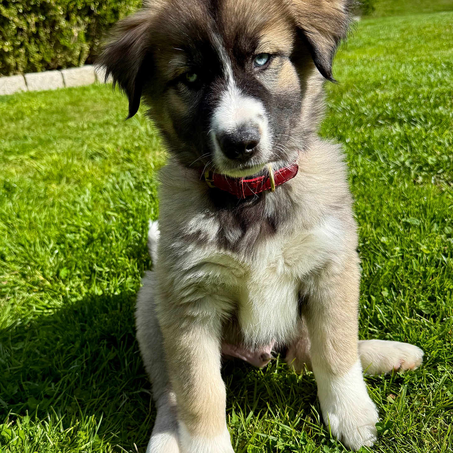 Bo