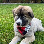 Bo is registered to the contest to win money with this photo: puppy, dog, grass, bandana, outdoor, pet, animal, cute, fluffy, lying_down, greenery, young_dog, adorable, nature, rescue_dog, canine, tongue_out, portrait, fur, collar