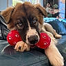Bo is registered to the contest to win money with this photo: puppy, dog, toy, red_toy, chewing, blue_eyes, fur, paw, couch, leather, indoor, window, natural_light, cozy, pet, animal, cute, relaxed, lying_down, close_up