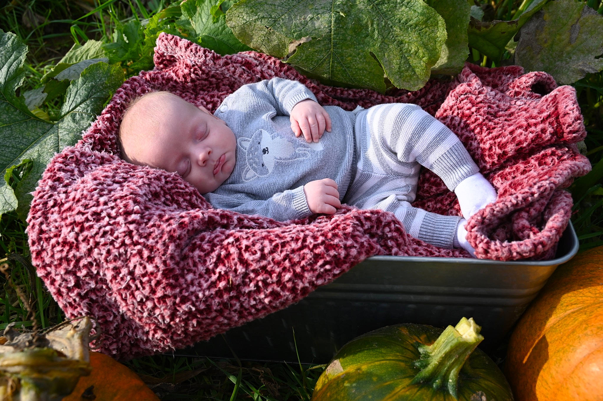 Waylen joined the competition — help win amazing prizes! baby, baby_toddler_clothing, botany, calabaza, child, comfort, cucurbita, gourd, grass, green, leaf, leisure, mammal, natural_foods, people_in_nature, person, plant, pumpkin, toddler, vertebrate