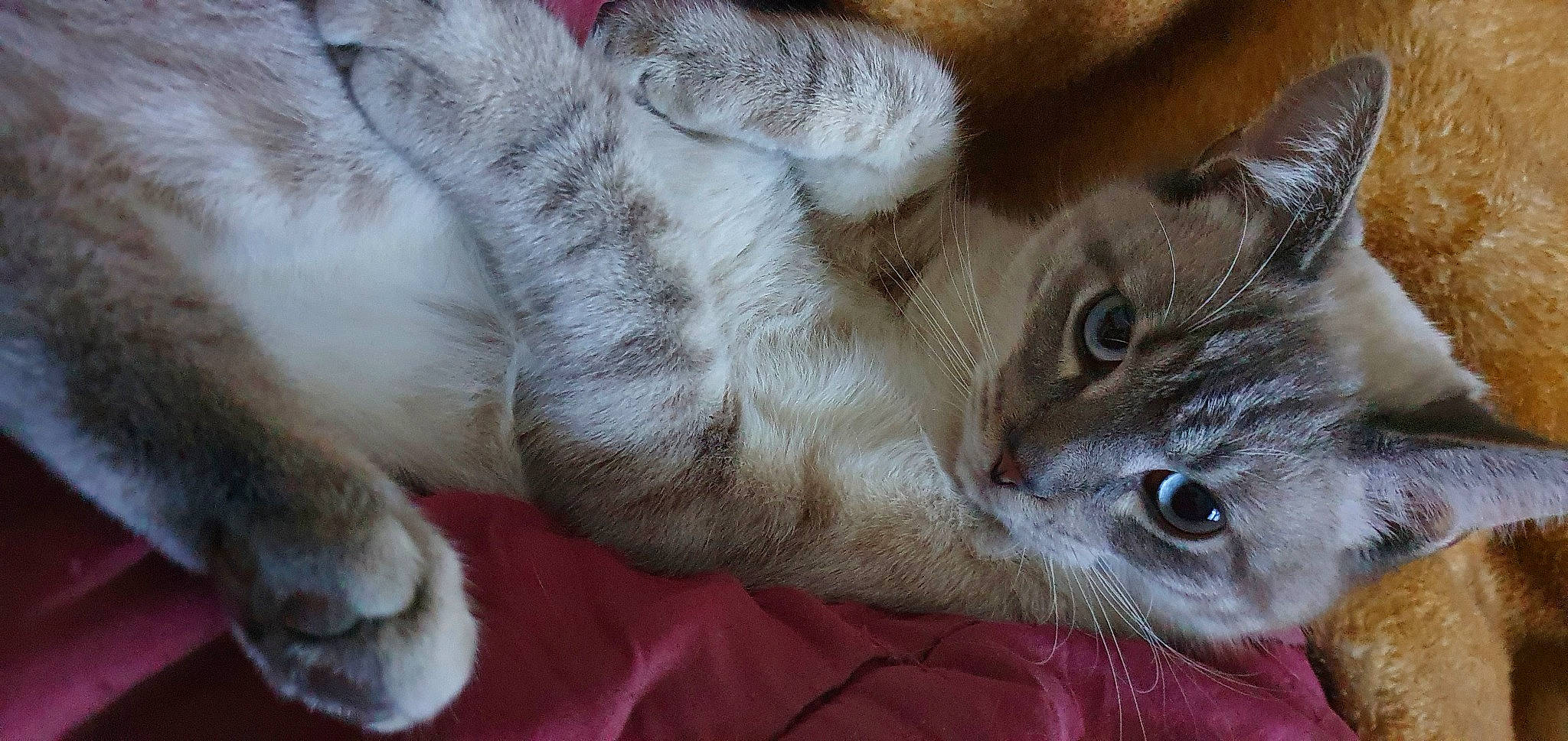 Sushi participe au concours pour gagner de l'argent avec cette photo : carnivore, cat, claw, close_up, comfort, domestic_short_haired_cat, ear, fawn, felidae, fur, gesture, nap, paw, small_to_medium_sized_cats, snout, tail, whiskers