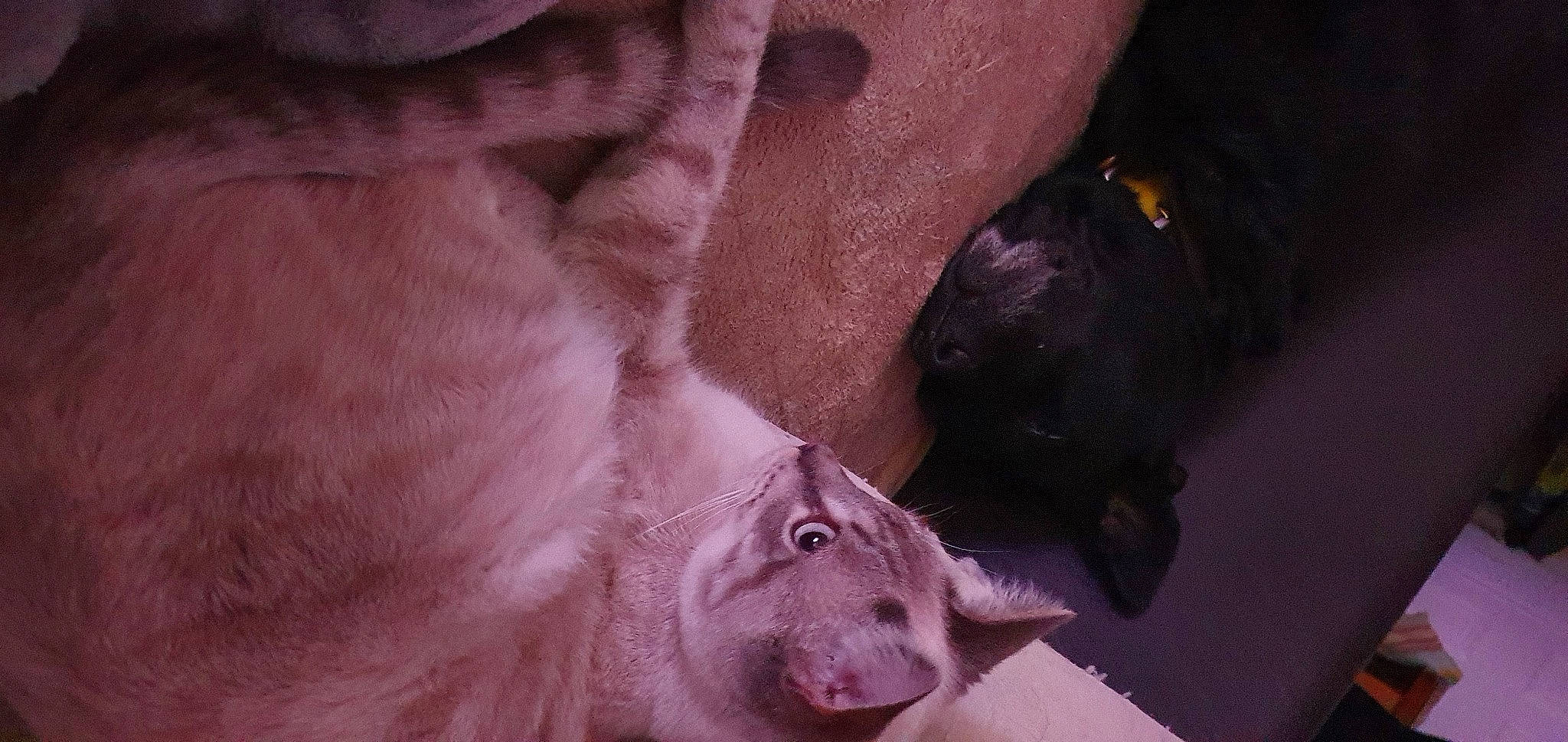 Sushi a rejoint le concours — aidez-le/la à gagner de superbes lots ! black, carnivore, companion_dog, dog, dog_breed, ear, fawn, felidae, fur, gesture, liver, magenta, mammal, pink, small_to_medium_sized_cats, snout, terrestrial_animal, vertebrate, whiskers, working_animal