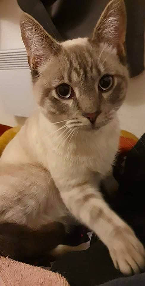 Sushi a rejoint le concours — aidez-le/la à gagner de superbes lots ! carnivore, cat, domestic_short_haired_cat, felidae, fur, pet_supply, small_to_medium_sized_cats, snout, whiskers, window