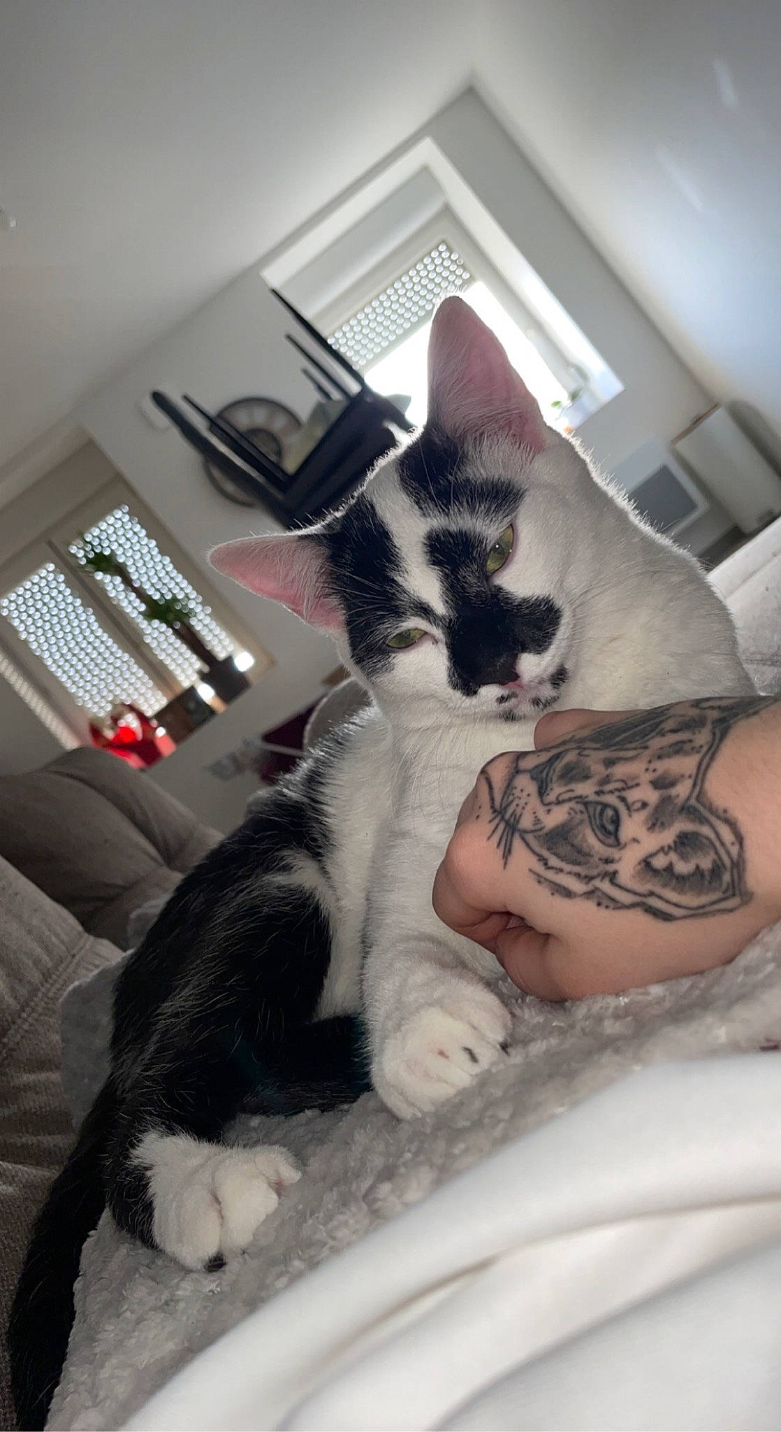 Oreo participe au concours pour gagner de l'argent avec cette photo : carnivore, cat, comfort, domestic_short_haired_cat, felidae, foot, fur, gesture, houseplant, human_leg, lap, leg, mammal, sitting, small_to_medium_sized_cats, temporary_tattoo, thigh, vertebrate, whiskers, window