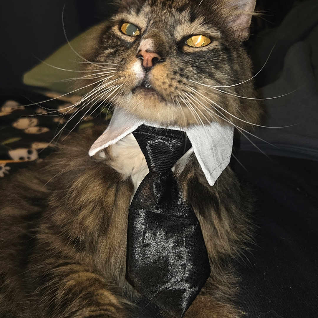 Sir Williams joined the competition — help win amazing prizes! animal, attention, cat, closeup, clothing, collar, cute, domestic_animal, fashion, feline, fur, indoor, mammal, paw, pet, portrait, relaxed, tabby, tie, whiskers