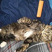 Sir Williams joined the competition — help win amazing prizes! cat, tabby, feline, fur, pet, sleepy, blanket, towel, pillow, indoor, resting, cozy, orange_object, whiskers, paw, striped, relaxed, cute, animal, domestic