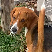 Jasper joined the competition — help win amazing prizes! dog, beagle, pacifier, grass, sidewalk, wooden_post, leash, tail, outdoor, pet, animal, brown, white, black, curious, looking_back, ears, nose, walking, nature