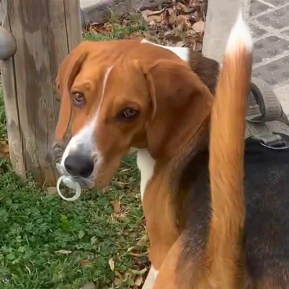 Jasper joined the competition — help win amazing prizes! animal, beagle, black, brown, curious, dog, ears, grass, leash, looking_back, nature, nose, outdoor, pacifier, pet, sidewalk, tail, walking, white, wooden_post