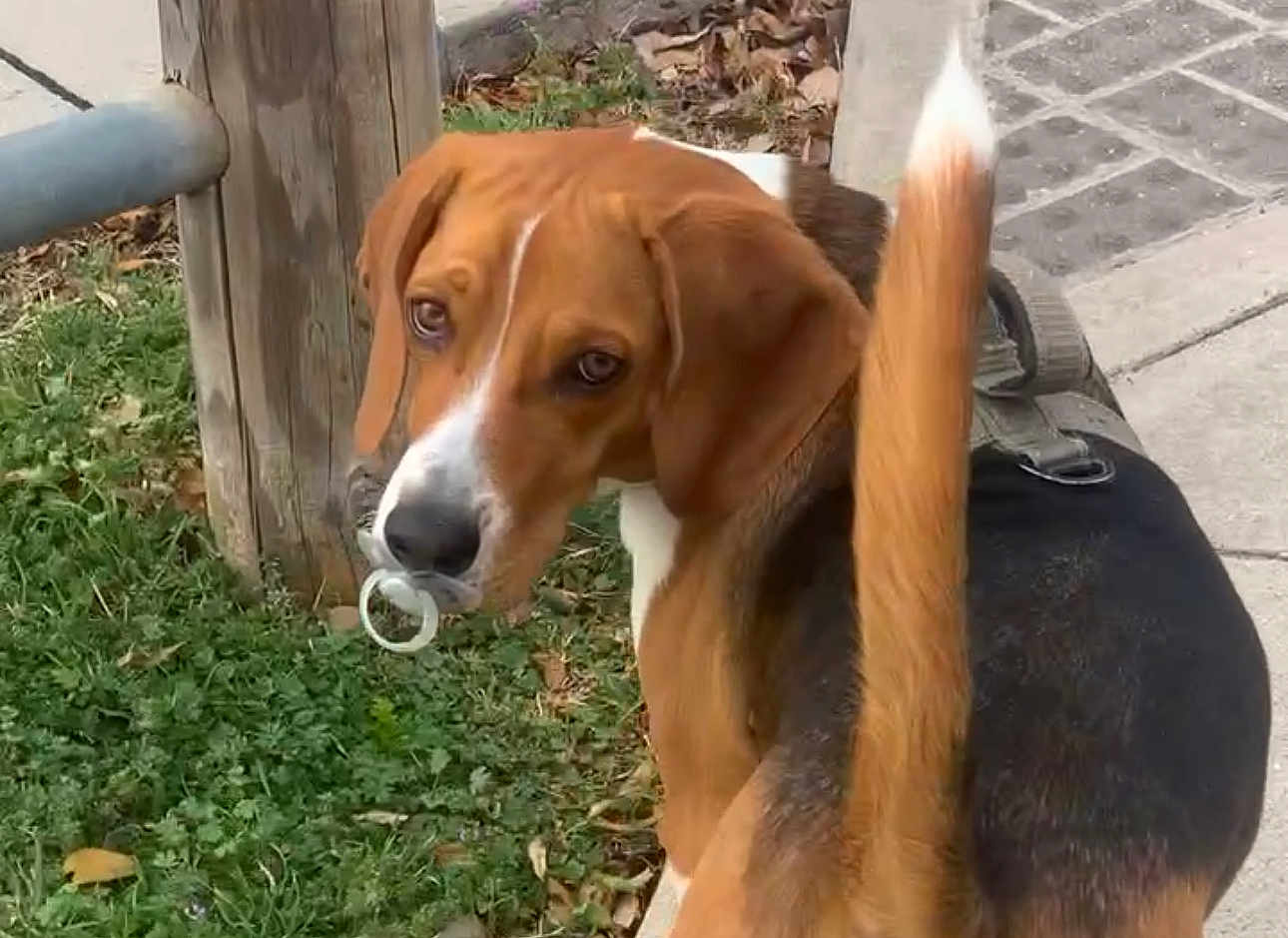 Jasper joined the competition — help win amazing prizes! dog, beagle, pacifier, grass, sidewalk, wooden_post, leash, tail, outdoor, pet, animal, brown, white, black, curious, looking_back, ears, nose, walking, nature