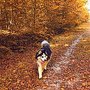 Arrow participe au concours pour gagner de l'argent avec cette photo : animal, autumn, canine, daylight, dog, fall, forest, fur, happy, husky, leaves, nature, outdoor, path, scenic, seasonal, tongue_out, trail, trees, walking