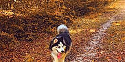 Arrow participe au concours pour gagner de l'argent avec cette photo : animal, autumn, canine, daylight, dog, fall, forest, fur, happy, husky, leaves, nature, outdoor, path, scenic, seasonal, tongue_out, trail, trees, walking