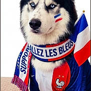 Arrow participe au concours pour gagner de l'argent avec cette photo : animal, blue_eyes, celebration, cute, dog, face_paint, fan_gear, flag, french_flag, furry, husky, indoors, jersey, pet, portrait, proud, scarf, sitting, sports, supporter