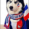 animal, blue_eyes, celebration, cute, dog, face_paint, fan_gear, flag, french_flag, furry, husky, indoors, jersey, pet, portrait, proud, scarf, sitting, sports, supporter