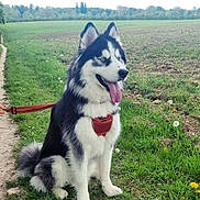 Arrow a rejoint le concours — aidez-le/la à gagner de superbes lots ! dog, husky, canine, pet, outdoor, grass, field, leash, nature, animal, sitting, fur, tongue, blue_eyes, path, daylight, muzzle, ears, tail, happy
