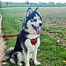 dog, husky, canine, pet, outdoor, grass, field, leash, nature, animal, sitting, fur, tongue, blue_eyes, path, daylight, muzzle, ears, tail, happy