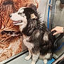 Arrow a rejoint le concours — aidez-le/la à gagner de superbes lots ! dog, husky, wet_fur, grooming, washing_station, hand, hose, pet_care, indoor, poster, golden_retriever, animal, fur, black_and_white, floor, wall, person, paw, bath, cleaning
