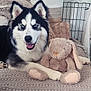 animal, bedroom, blanket, blue_eyes, bunny, cozy, cute, decor, dog, ears, fur, husky, indoor, paw, pet, plush_toy, relaxed, smiling, snout, stuffed_animal