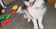 Arrow participe au concours pour gagner de l'argent avec cette photo : animal, blue_eyes, canine, collar, dog, dog_toys, ears, floor, fluffy, fur, happy, household, indoor, looking_away, pet, playful, siberian_husky, tail, tile_floor, tongue_out