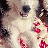 Arrow a rejoint le concours — aidez-le/la à gagner de superbes lots ! dog, husky, blue_eyes, smiling, fur, pet, animal, indoor, blanket, red, white, patterned_blanket, cozy, relaxed, portrait, close_up, paw, furniture, house, cute