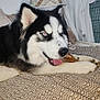 Arrow a rejoint le concours — aidez-le/la à gagner de superbes lots ! animal, blanket, bone, cage, chewing, comfortable, curtains, dog, ears, fur, happy, husky, indoor, lying_down, muzzle, pet, pillow, relaxed, tongue, window