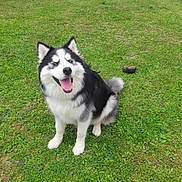 Arrow a rejoint le concours — aidez-le/la à gagner de superbes lots ! dog, husky, pet, smiling, grass, lawn, yard, outdoor, greenery, wooden_shed, lawnmower, happy, tongue_out, fur, animal, canine, playful, nature, domestic, sitting