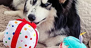 Arrow a rejoint le concours — aidez-le/la à gagner de superbes lots ! animal, blue_eyes, colorful, couch, cupcake_toy, cute, dog, fluffy_blanket, fur, gift_box, home, husky, indoor, paw, pet, plush_toy, portrait, relaxed, resting, toy