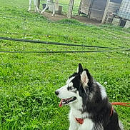 Arrow a rejoint le concours — aidez-le/la à gagner de superbes lots ! animal, barn, canine, daytime, dog, fence, grass, greenery, horse, husky, leash, mammal, nature, outdoor, pasture, pet, rural, sitting, sunny, white_horse