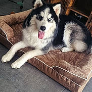 Arrow a rejoint le concours — aidez-le/la à gagner de superbes lots ! animal, black, blue_eyes, brown, canine, companion, cute, dog, dog_bed, floor, fur, furniture, home, husky, indoor, pet, relaxed, resting, tongue_out, white
