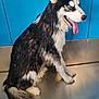 Arrow participe au concours pour gagner de l'argent avec cette photo : animal, bath_time, blue_background, canine, chain, closeup, dog, ears, fur, happy, indoor, metal_surface, muzzle, paw, pet, pet_care, siberian_husky, sitting, tongue_out, wet